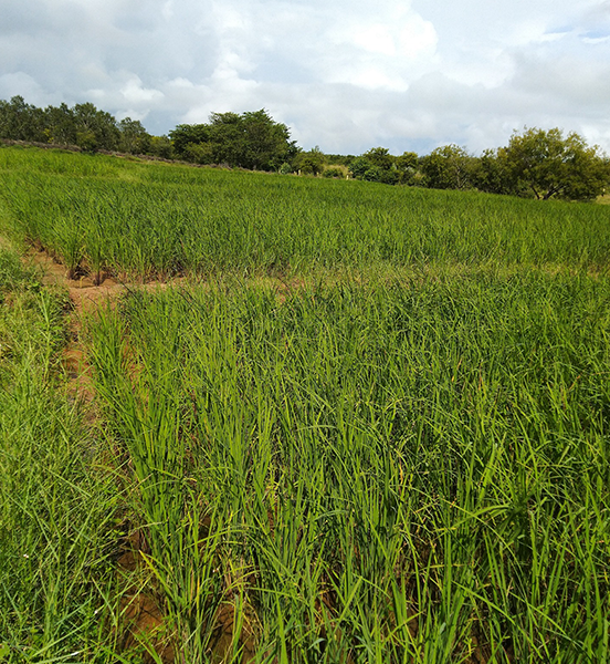 Gudiyam Agro Farm